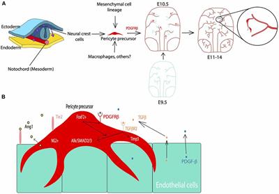 Pericytes Across the Lifetime in the Central Nervous System